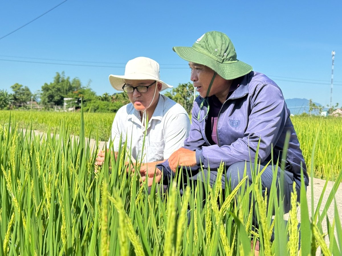 Nông dân được hướng dẫn các biện pháp quản lý sức khỏe cây trồng tổng hợp trên cây lúa. Ảnh: L.K.
