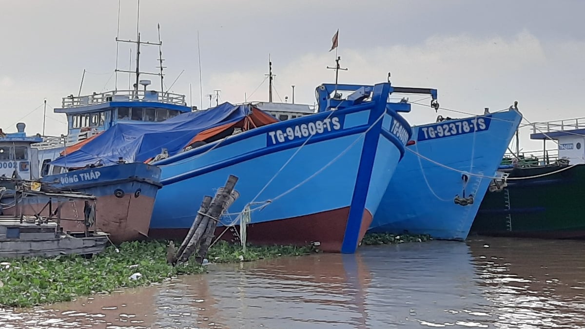 Đồng Tháp tập trung tháng cao điểm chống khai thác hải sản bất hợp pháp. Ảnh: Thanh Bạch. Đồng Tháp tập trung tháng cao điểm chống khai thác hải sản bất hợp pháp. Ảnh: Thanh Bạch.