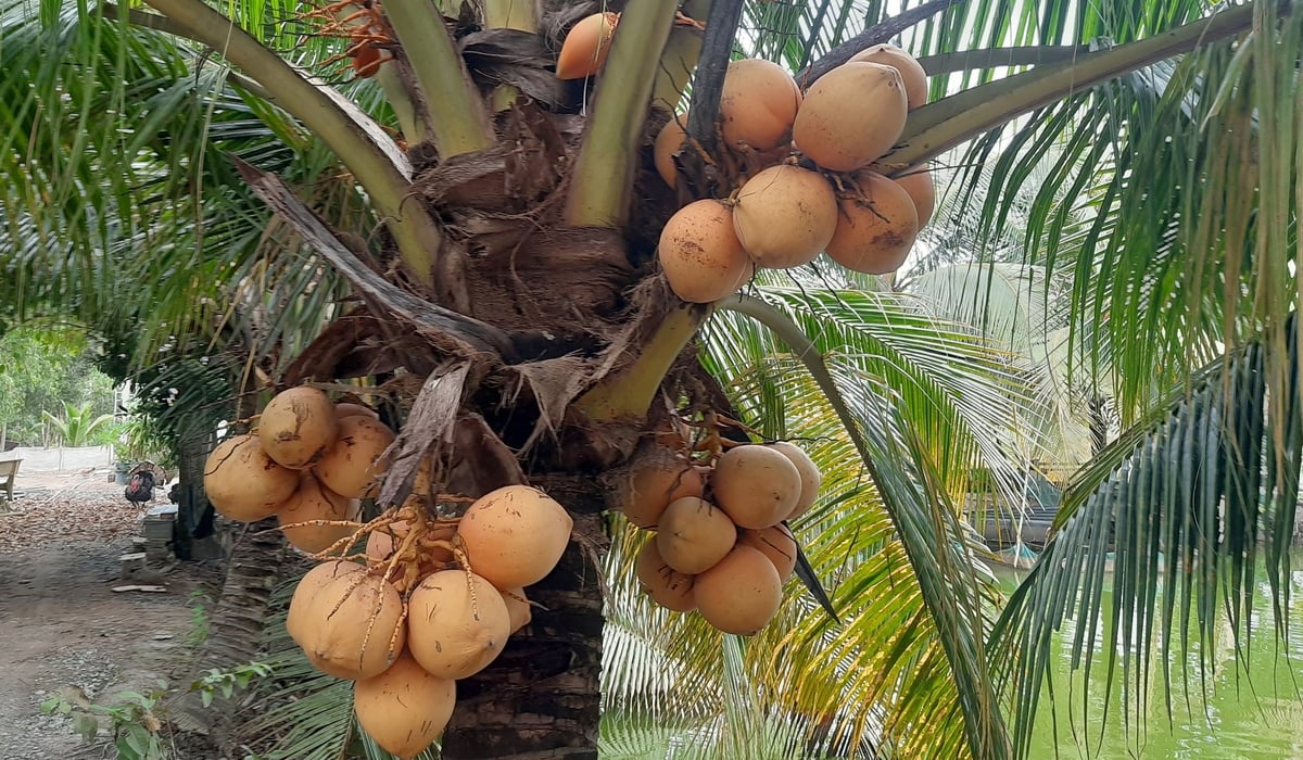 Dừa là cây trồng có giá trị kinh tế cao, giúp người dân ổn định cuộc sống. Ảnh: Thanh Bạch.