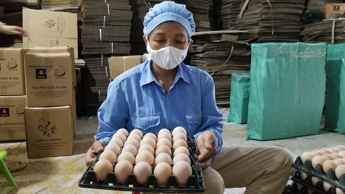 Sản phẩm trứng gà cà gai leo của anh Phan Trung Kiên. Ảnh: Đinh Thanh Huyền.