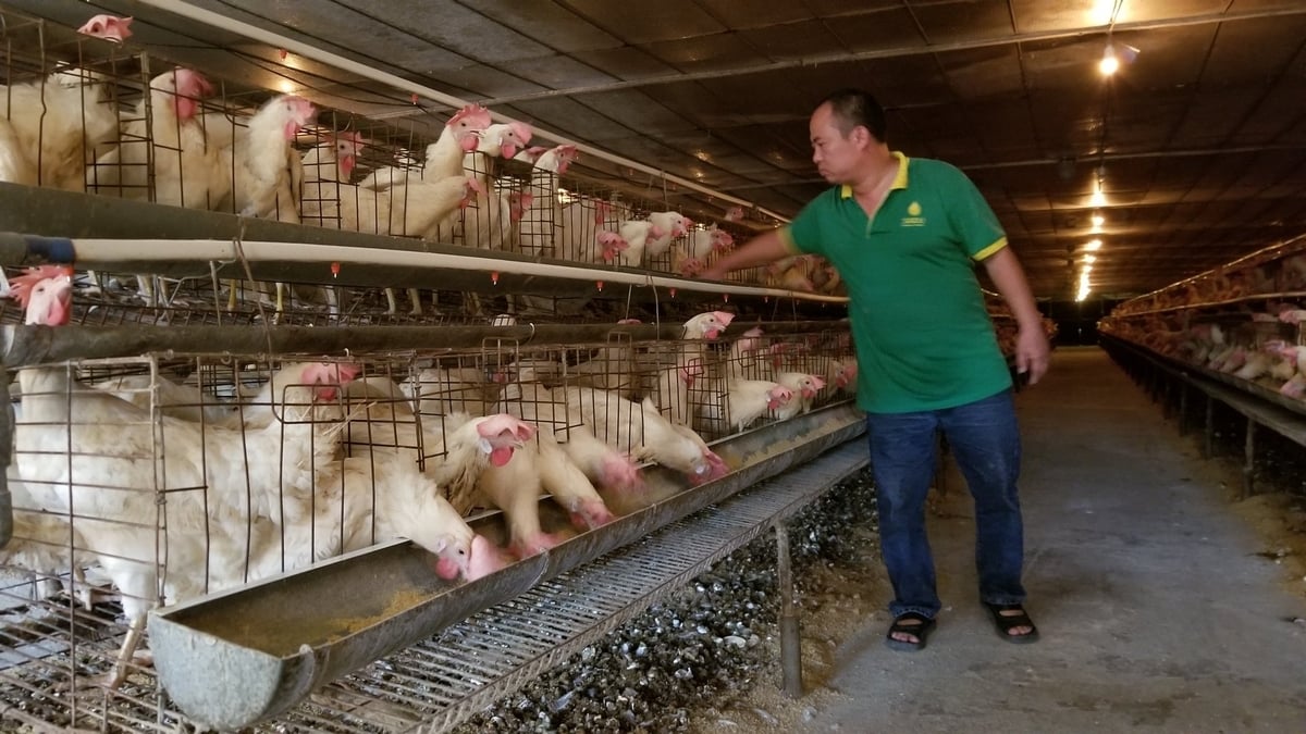 Anh Phan Trung Kiên đang kiểm tra trại gà. Ảnh: Đinh Thanh Huyền.