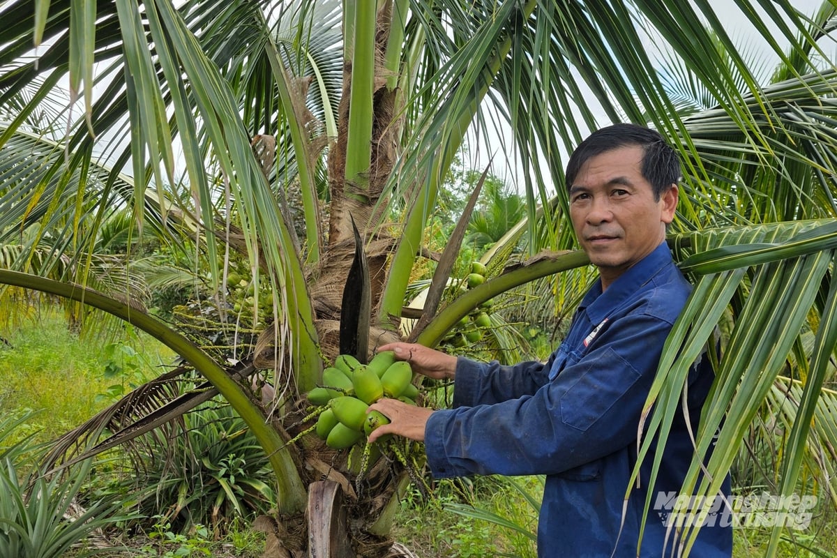 Nhờ tuân thủ quy trình kỹ thuật trồng cây ăn quả, ông Đức đã có thành quả ban đầu. Ảnh: Võ Dũng.