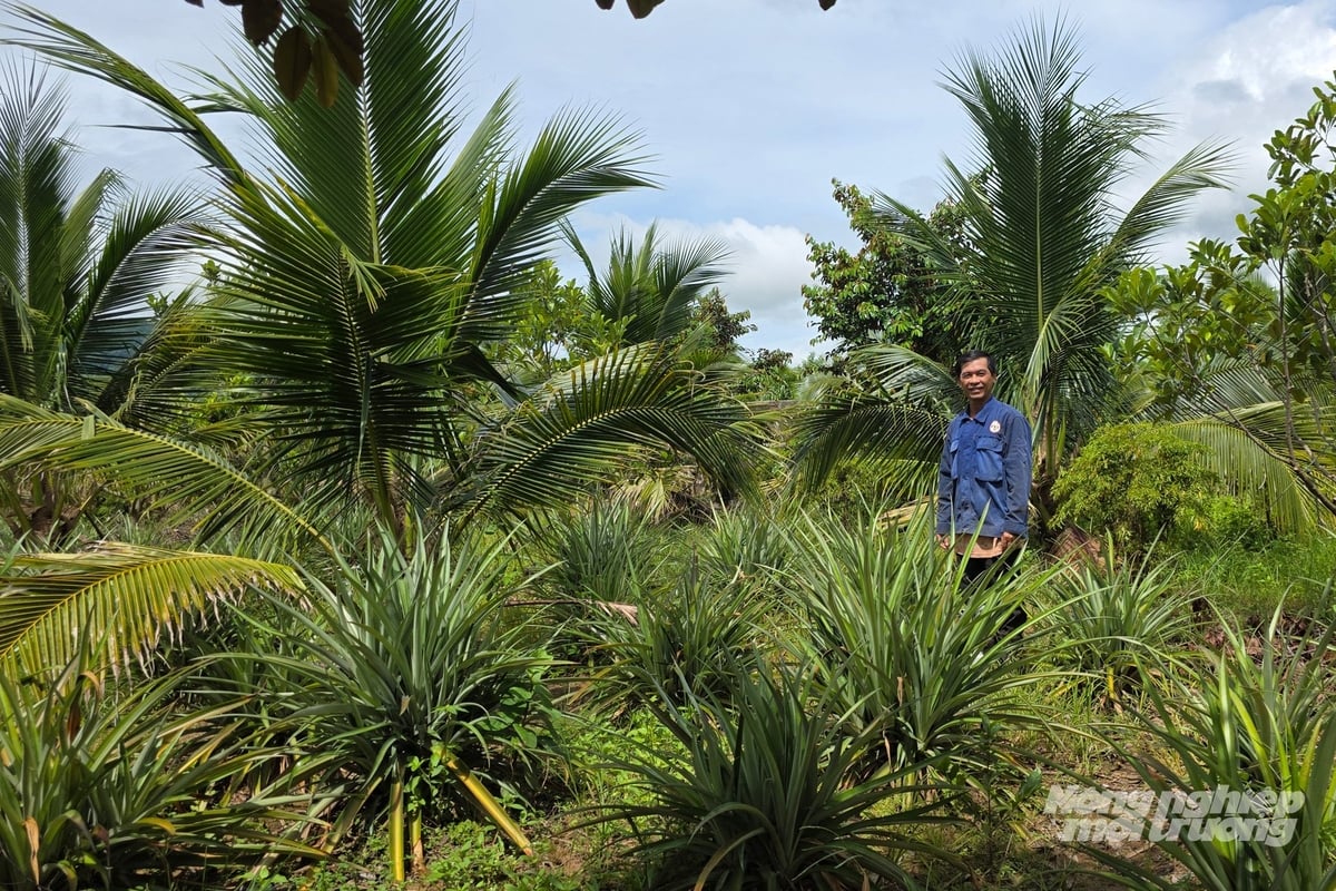 Chuyển từ chuối sang trồng các loại cây ăn quả mới, ông Đức phải trồng xen canh cây ngắn ngày để lấy ngắn nuôi dài. Ảnh: Võ Dũng.