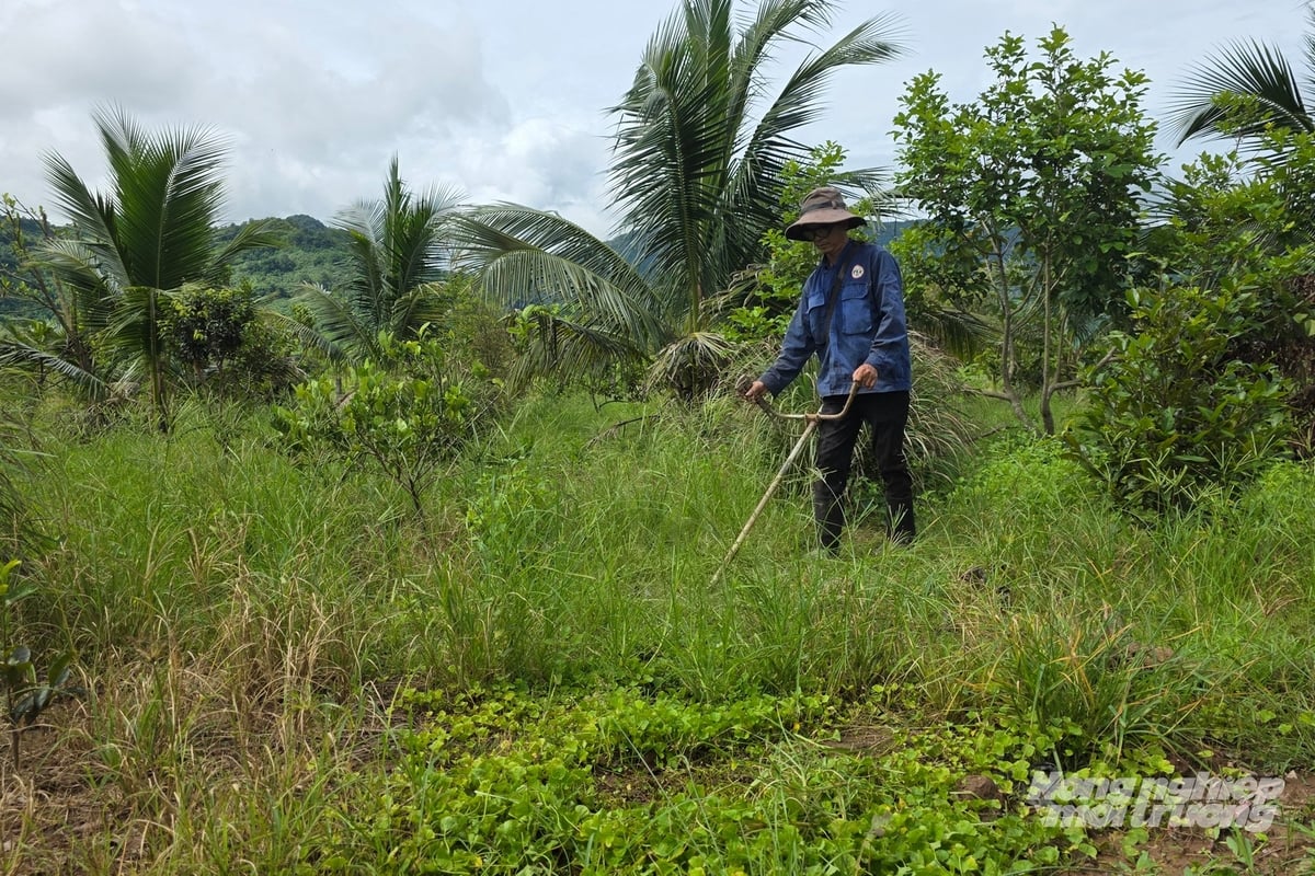 Ông Đức đã bỏ thói quen sử dụng thuốc trừ cỏ bằng việc tự tay cắt cỏ, vun gốc tạo độ âm, tăng lượng mùn cho vườn cây ăn quả. Ảnh: Võ Dũng.