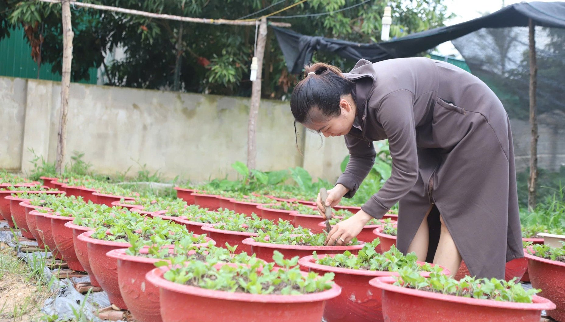 Nhiều hộ dân tại làng hoa, cây cảnh thôn Xuân Sơn (xã Toàn Lưu) tất bật làm đất, xuống giống hoa cúc phục vụ thị trường Tết Nguyên Đán. Ảnh: Ánh Nguyệt.