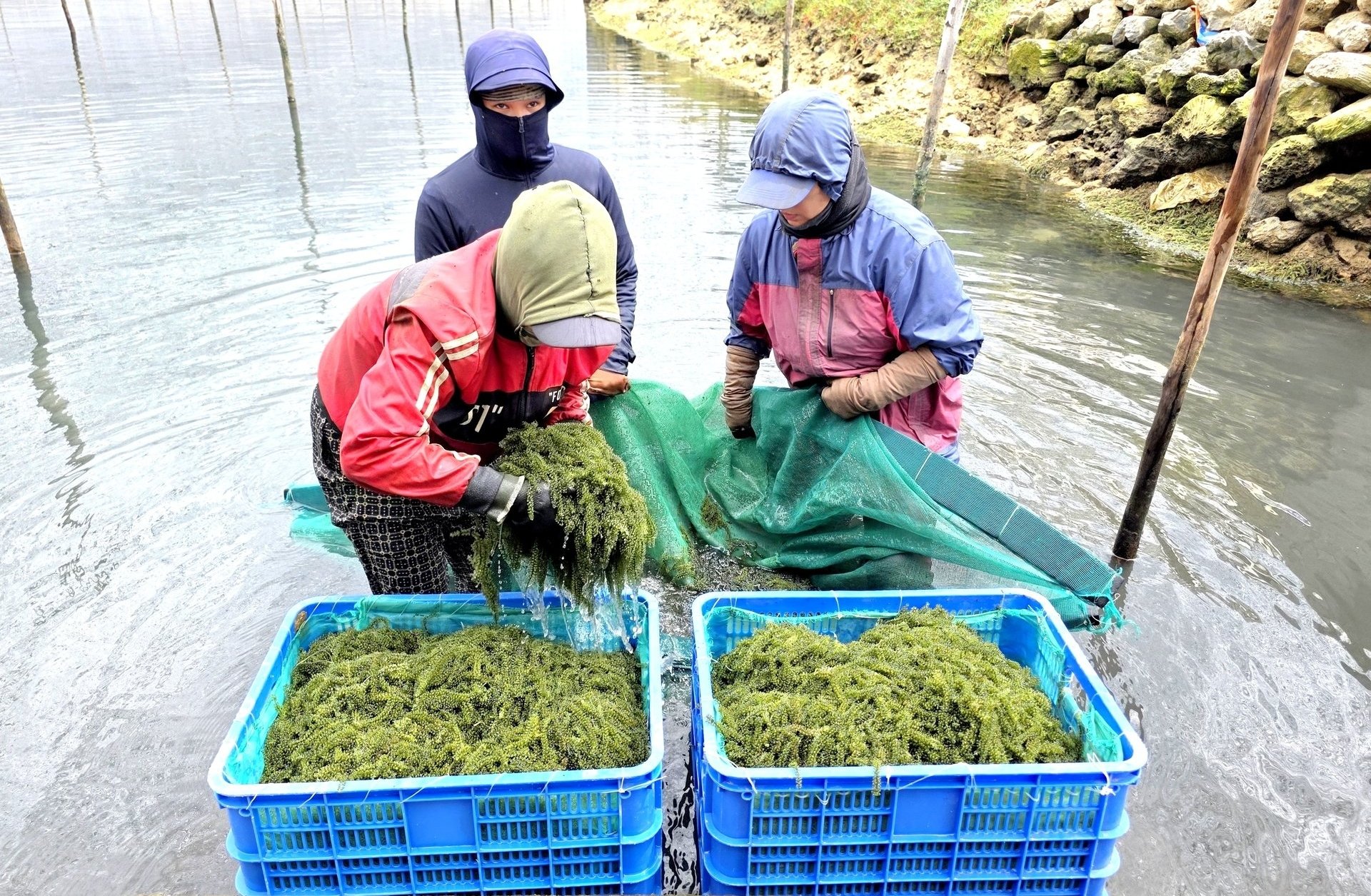 Người dân cho biết, rong nho được trồng tuân thủ quy trình nghiêm ngặt để sản phẩm thu hoạch có chất lượng. Ảnh: KS.