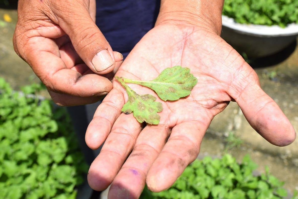 Những chiếc lá bị đốm đen là dấu hiệu bệnh bã trầu xuất hiện gây hại cây hoa cúc. Ảnh: V.Đ.T.
