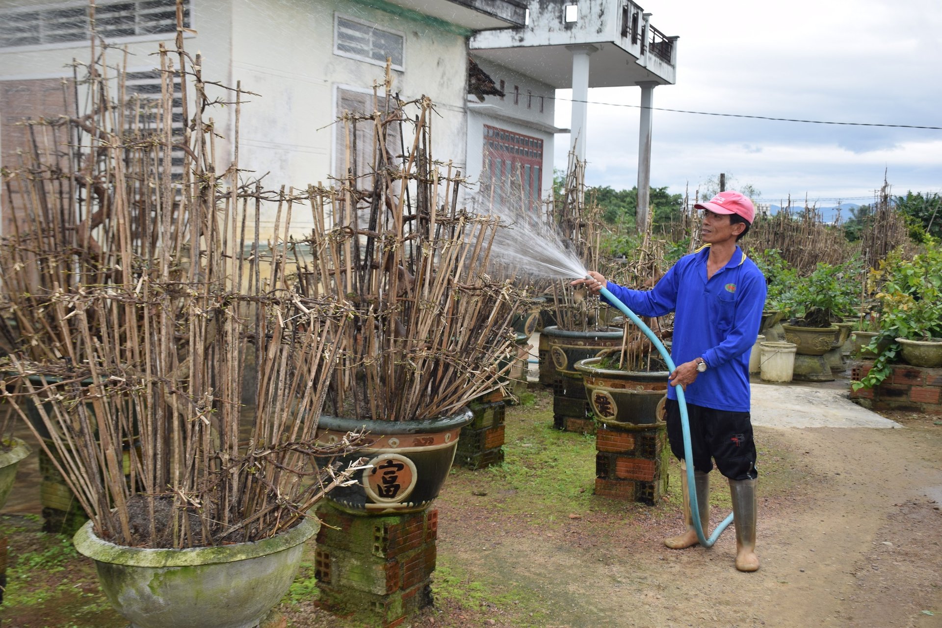 Anh Lê Tấn Bộ không sử dụng thuốc trừ sâu hóa học để phòng trừ sâu bệnh cho cây mai. Ảnh: V.Đ.T.