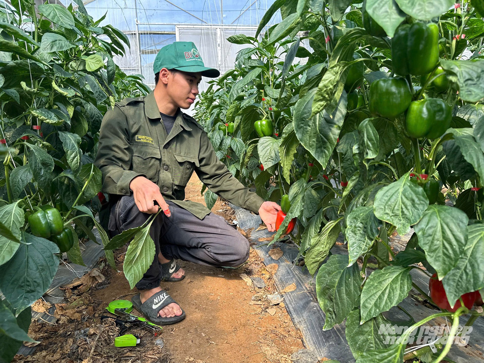 Vườn ớt đang trong giai đoạn cho thu hoạch. Ảnh: Hải Tiến. Vườn ớt đang trong giai đoạn cho thu hoạch. Ảnh: Hải Tiến.