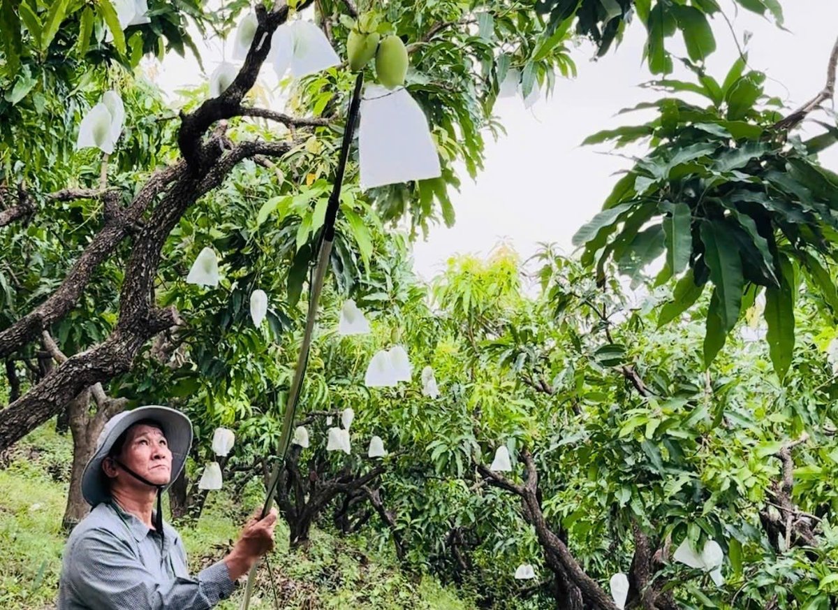 Nông dân phường Quy Nhơn Nam (Gia Lai) bao quả xoài ngăn ruồi đục quả. Ảnh: V.Đ.T.