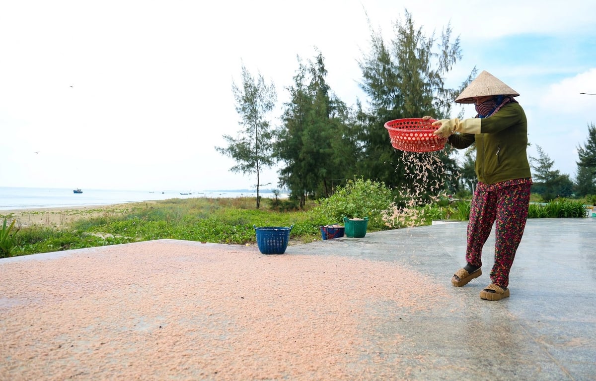 Ngoài bán tươi, ruốc biển cũng được người dân phơi khô. Ảnh: L.K. Ngoài bán tươi, ruốc biển cũng được người dân phơi khô. Ảnh: L.K.