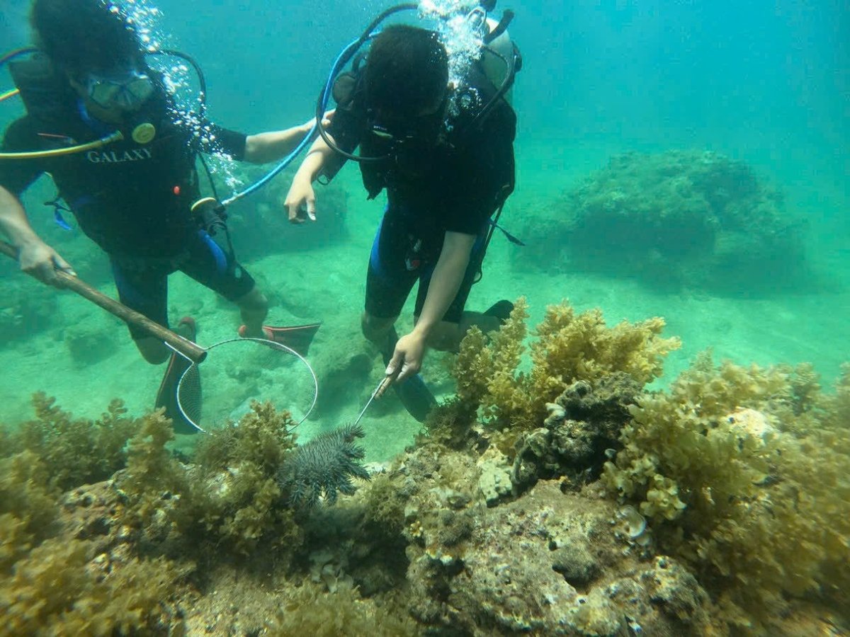 Tổ bảo vệ san hô bắt sao biển, con vật chuyên 'gặm nhấm' san hô. Ảnh: V.Đ.T.