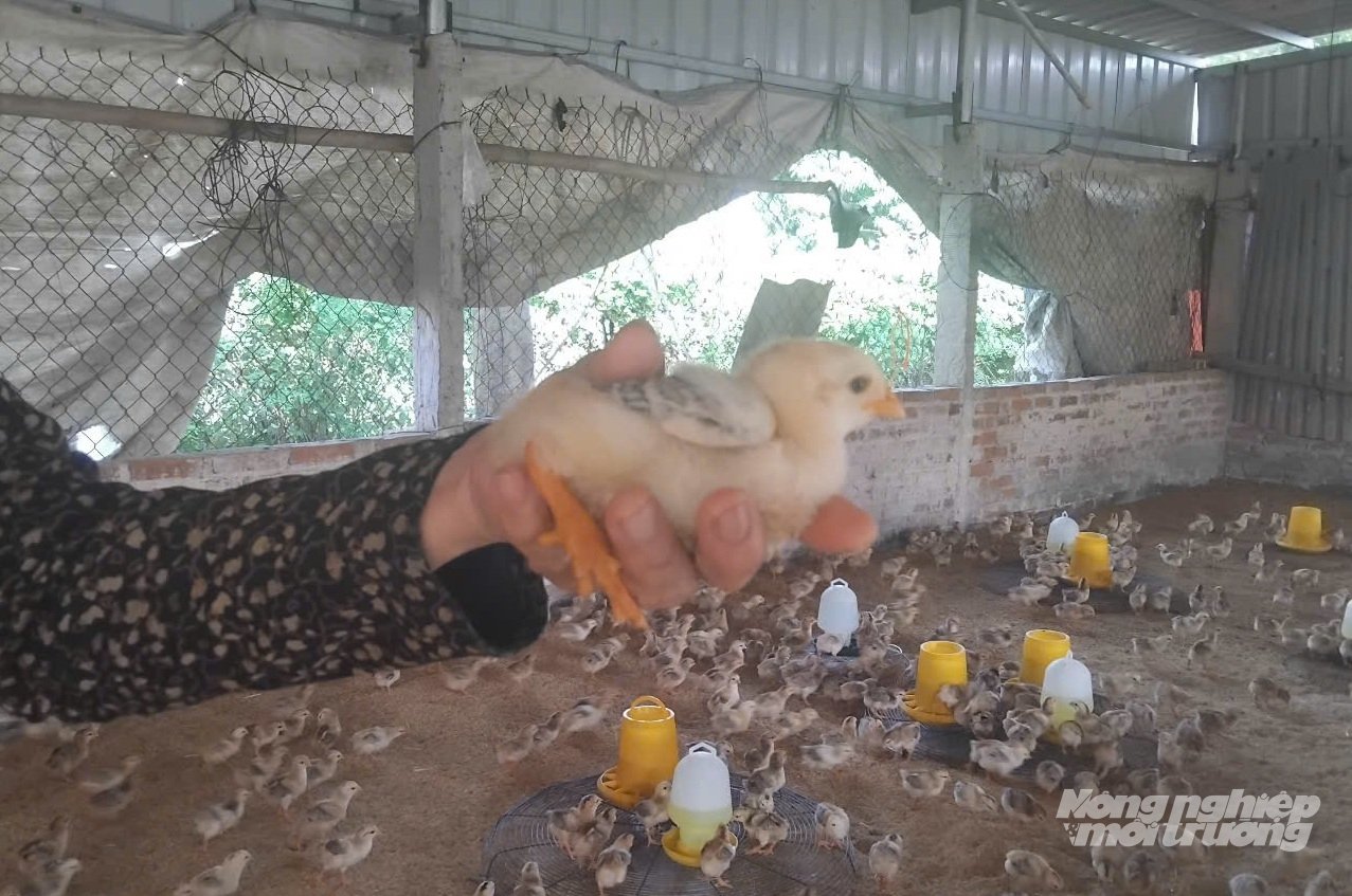 Con giống hỗ trợ cho chăn nuôi rất khoẻ mạnh, đạt ỷ lệ sống 100%. Ảnh: Hải Tiến.