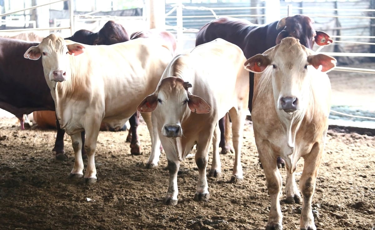 Nghệ An có tổng đàn gia súc thuộc tốp đầu cả nước. Ảnh: Việt Khánh.