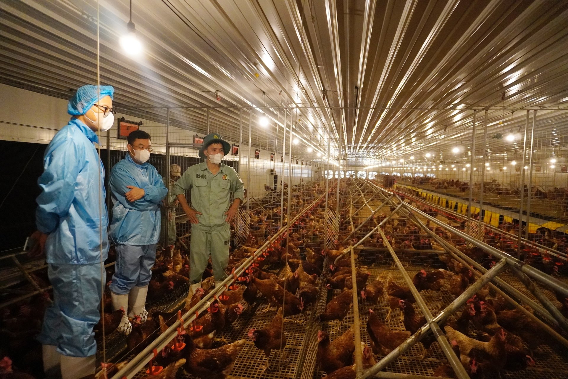 Dù còn nhiều khó khăn, nhưng ngành gia cầm vẫn đứng trước nhiều cơ hội phát triển bền vững trong thập kỷ mới. Ảnh: Hồng Thắm.