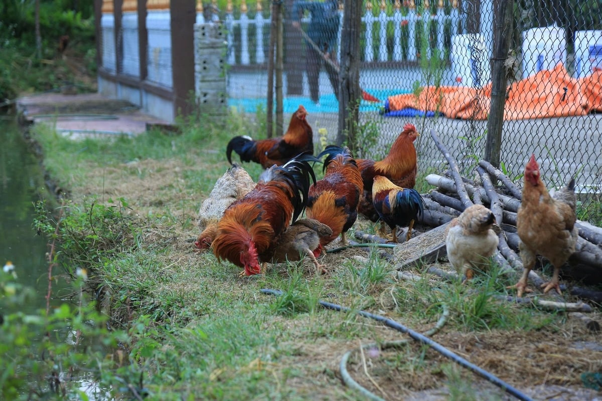 Gà sau khi thiến thức ăn chính là thóc, ngô và thả vườn tự nhiên. Ảnh: Thanh Tiến.