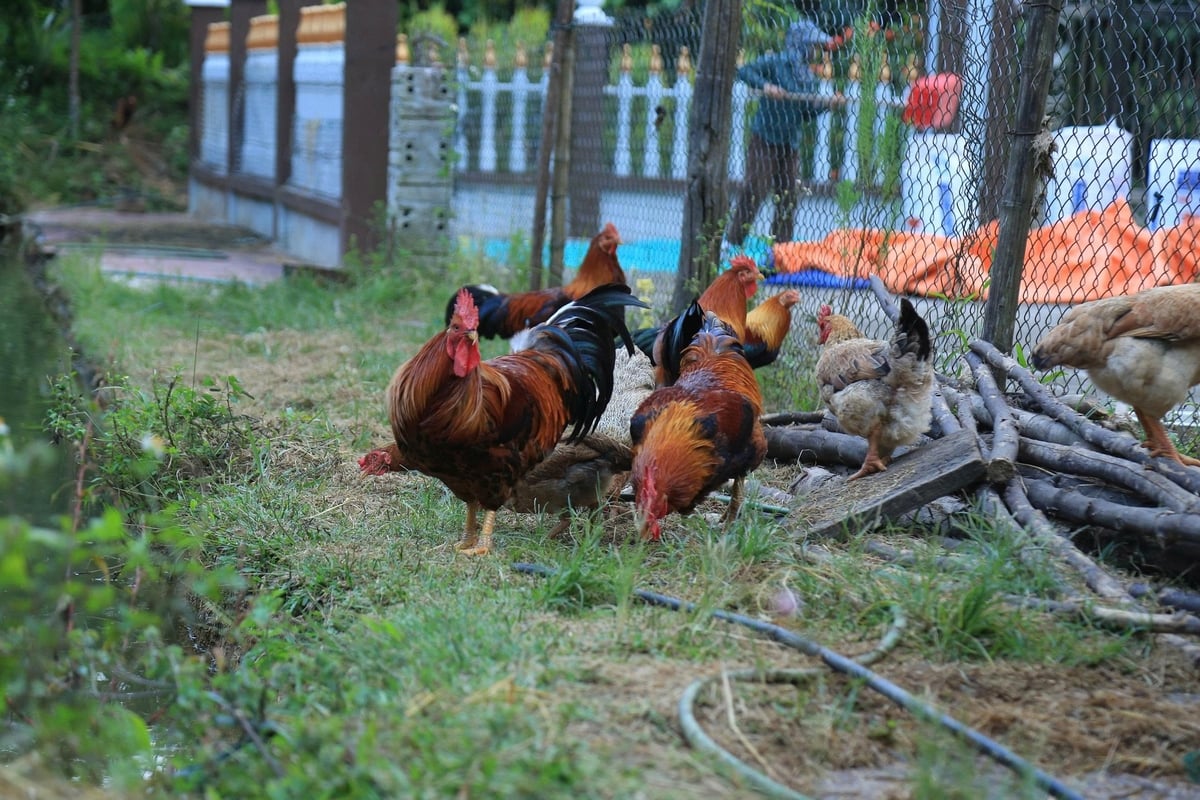 Gà trống thiến được coi là đặc sản trên vùng đất ngọc Lục Yên. Ảnh: Thanh Tiến.