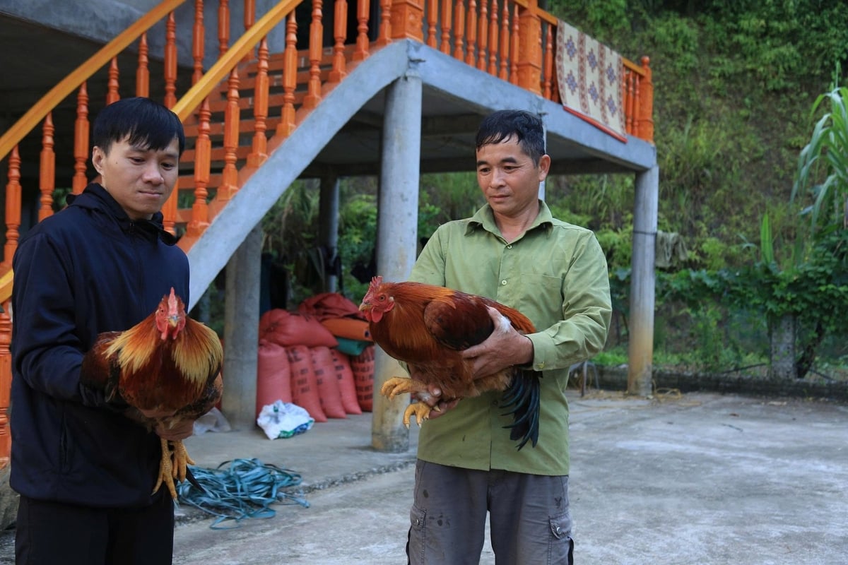 Mỗi con gà khi xuất bán thường có trọng lượng từ 3-5kg. Ảnh: Thanh Tiến.