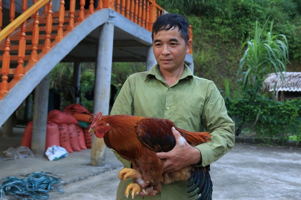 Ông Lợi mong muốn sản phẩm gà thiến có đầu ra ổn định để người chăn nuôi có thêm thu nhập. Ảnh: Thanh Tiến.