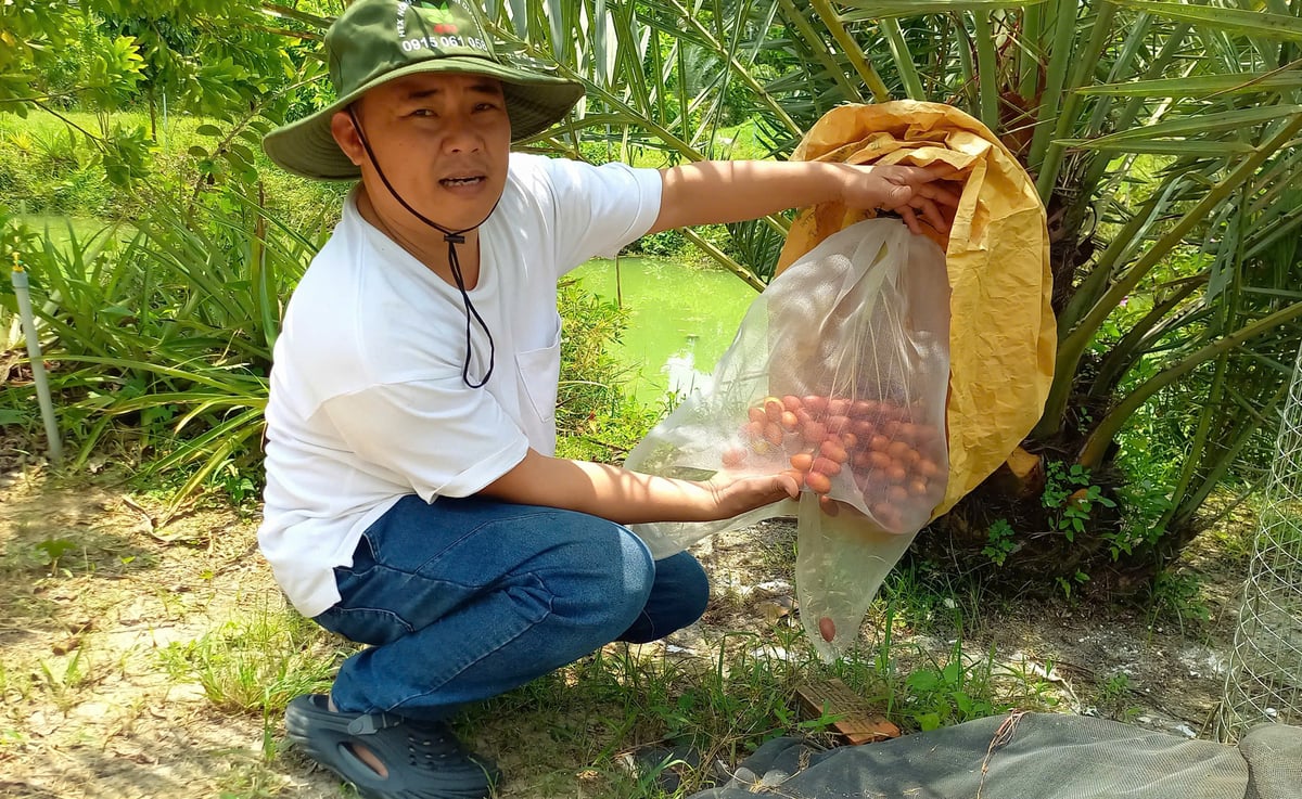 Anh Thuận bao trái cho chà là để phòng tránh sâu bệnh hại, đảm bảo quả sạch, mẫu mã đẹp. Ảnh: Hải Sâm. Anh Thuận bao trái cho chà là để phòng tránh sâu bệnh hại, đảm bảo quả sạch, mẫu mã đẹp. Ảnh: Hải Sâm.