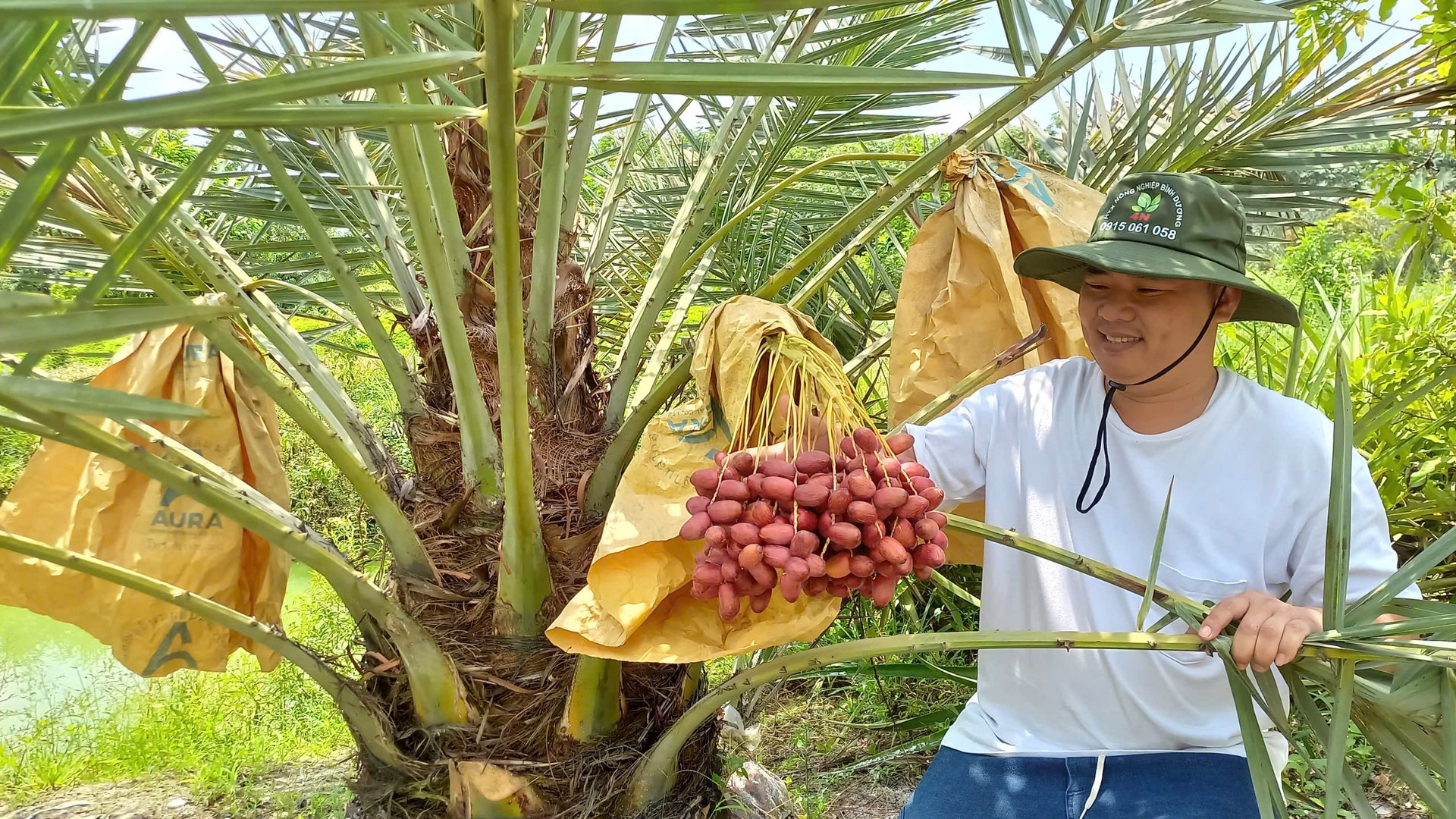 Ông Lê Văn Thuận, Giám đốc HTX nông nghiệp Bình Dương bên những gốc chà là đang cho trái. Ảnh: Hải Sâm. Ông Lê Văn Thuận, Giám đốc HTX nông nghiệp Bình Dương bên những gốc chà là đang cho trái. Ảnh: Hải Sâm.