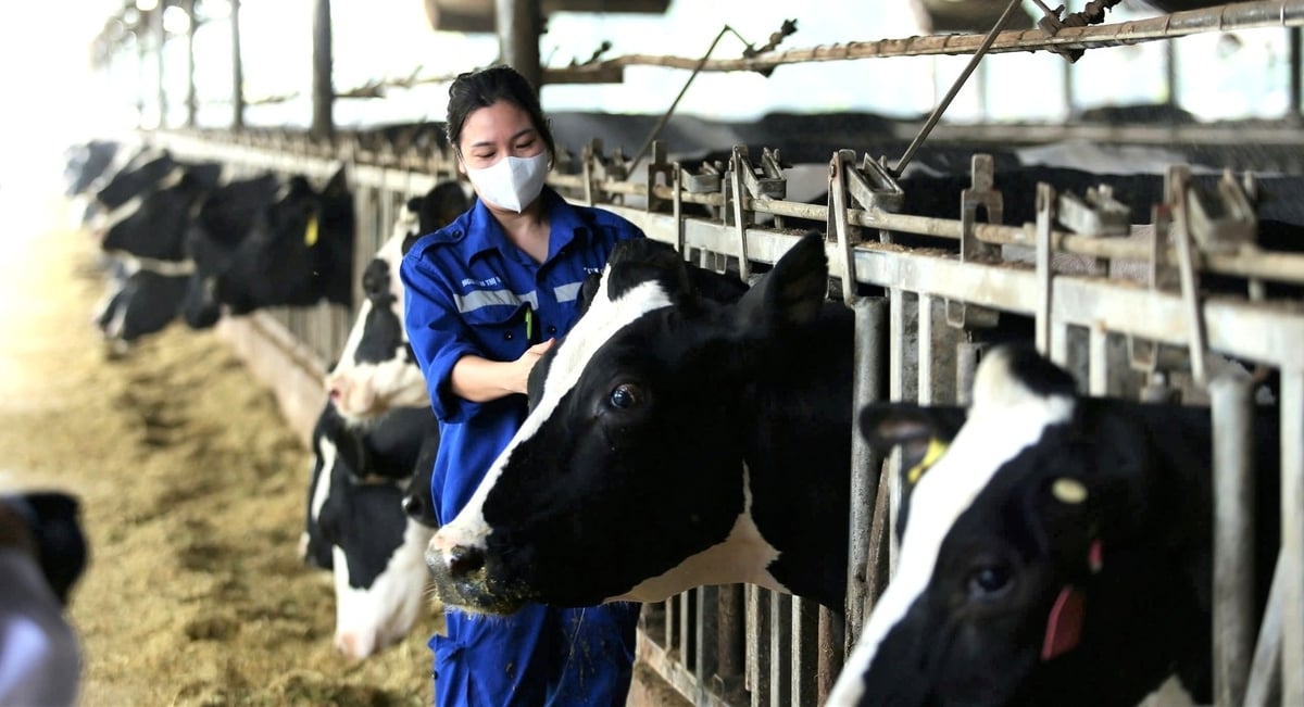 Nhờ sự nhập cuộc của các doanh nghiệp lớn, Nghệ An đang sở hữu tổng đàn bò sữa lên đến 82.000 con. Ảnh: Việt Khánh.