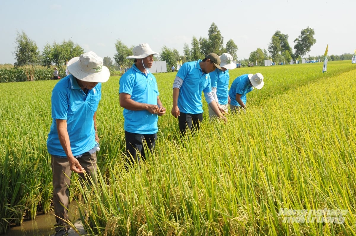 Nông dân tham quan mô hình canh tác toàn diện hướng đến giảm phát thải khí nhà kính và nâng cao chất lượng lúa. Ảnh: Lê Hoàng Vũ. Nông dân tham quan mô hình canh tác toàn diện hướng đến giảm phát thải khí nhà kính và nâng cao chất lượng lúa. Ảnh: Lê Hoàng Vũ.