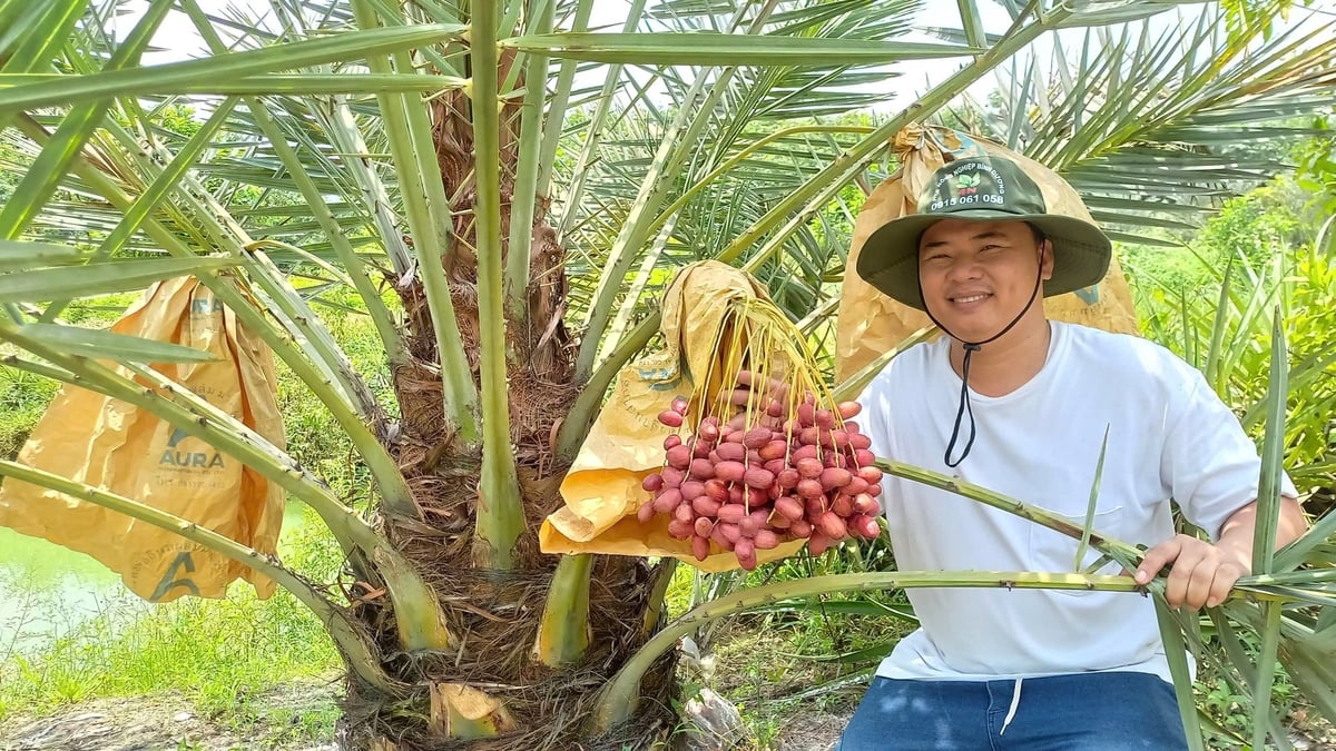 Cây chà là chịu hạn rất tốt, mỗi cây có thể cho 100 kg quả/vụ. Ảnh: Hải Sâm. Cây chà là chịu hạn rất tốt, mỗi cây có thể cho 100 kg quả/vụ. Ảnh: Hải Sâm.