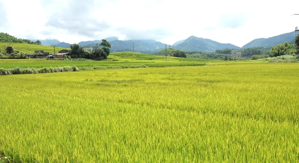 Tổng diện tích trồng lúa trên địa bàn xã Bình Liêu là 617ha. Ảnh: Nguyễn Thành.
