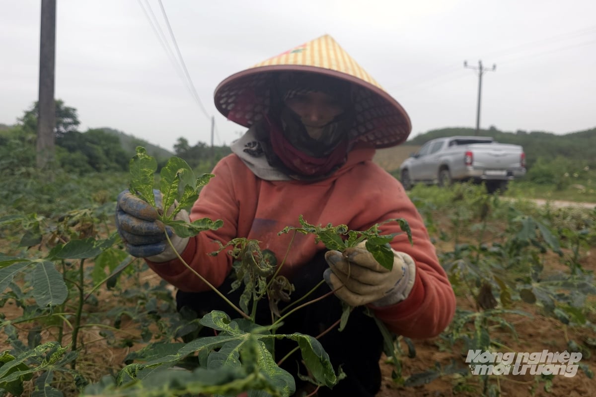 Không thể xử lý triệt để bệnh khảm lá sắn khi trong đất và môi trường vẫn còn mầm bệnh. Ảnh: Võ Dũng.