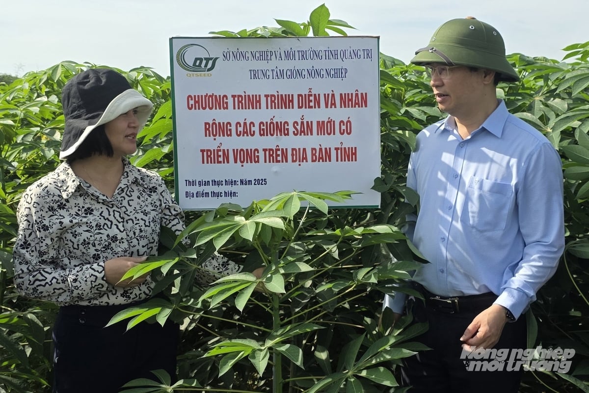 Cần sớm công nhận lưu hành các giống sắn có khả năng kháng bệnh khảm lá. Ảnh: Võ Dũng.