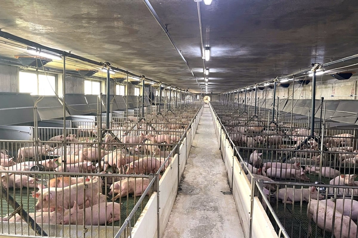 Nhờ áp dụng nguyên tắc '3 lớp bảo vệ', Xuân Thiện Thanh Hóa không chỉ đứng vững trong cơn 'bão' dịch, mà còn liên tục cung cấp ra thị trường sản phẩm thịt lợn chất lượng, an toàn. Ảnh: XT.