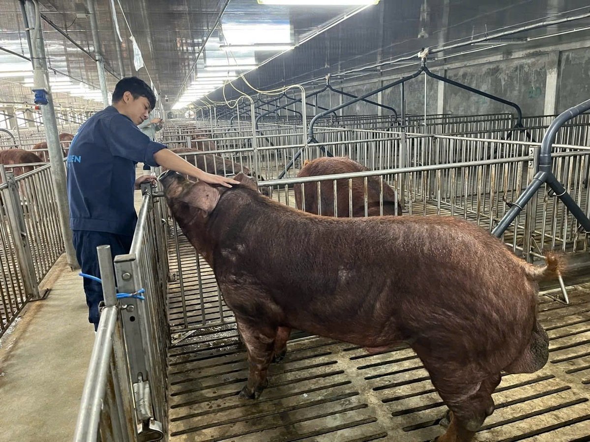 Các dự án chăn nuôi của Tập đoàn Xuân Thiện đang tạo ra hàng nghìn việc làm cho người dân các địa phương trên địa bàn tỉnh Thanh Hóa. Ảnh: XT.