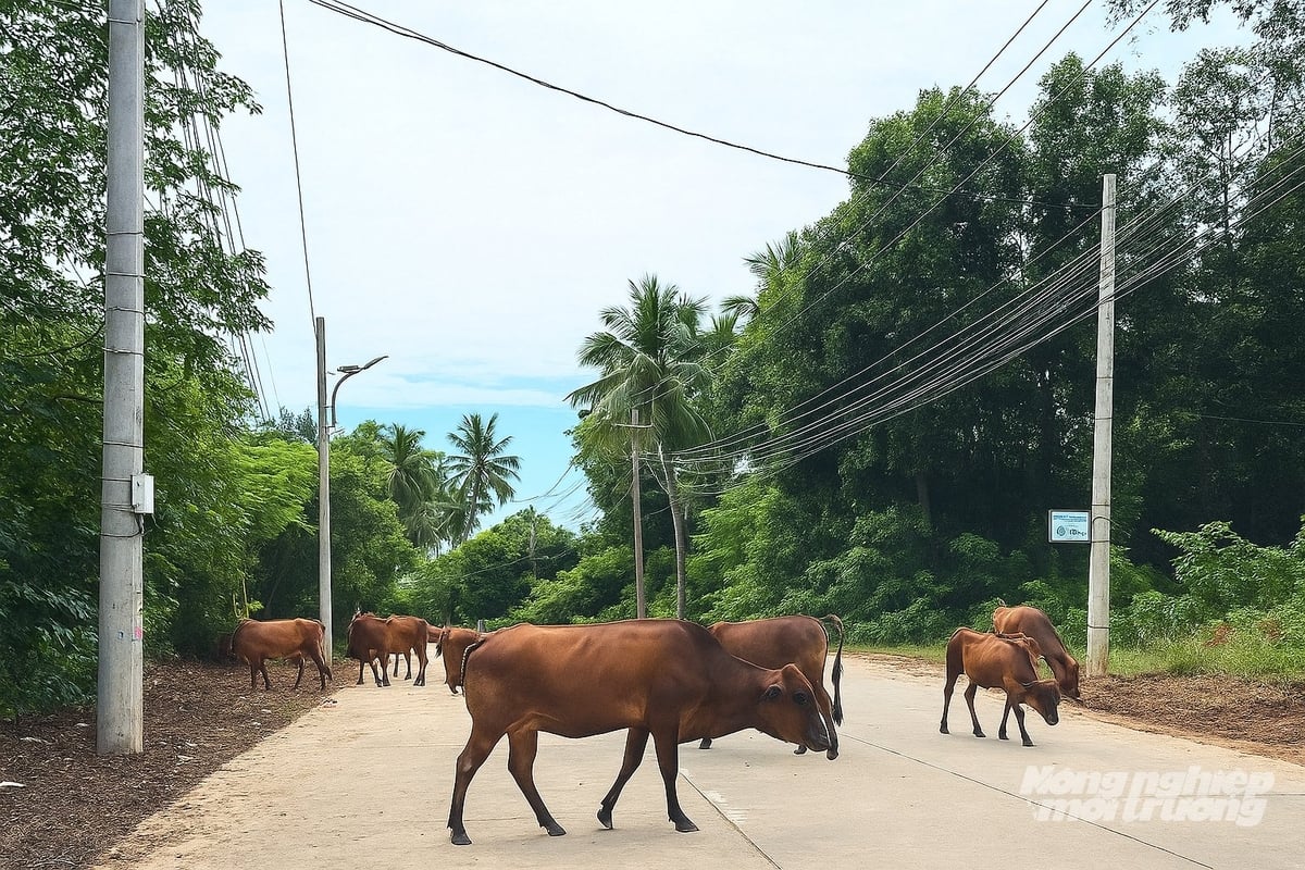Bò thả rông khá phố biến ở Phú Quốc. Ảnh: Trung Chánh.