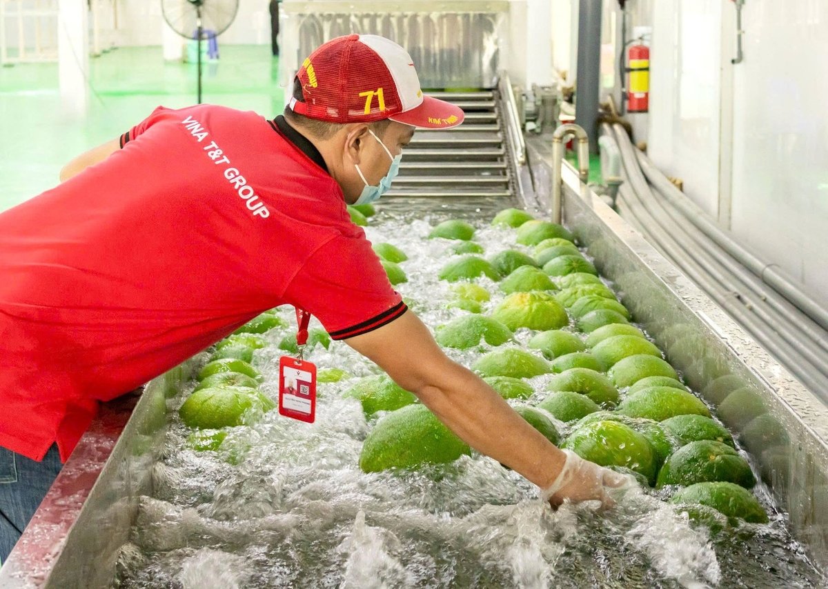 Xử lý trái bưởi tại nhà máy của Vina T&T. Ảnh: Sơn Trang.