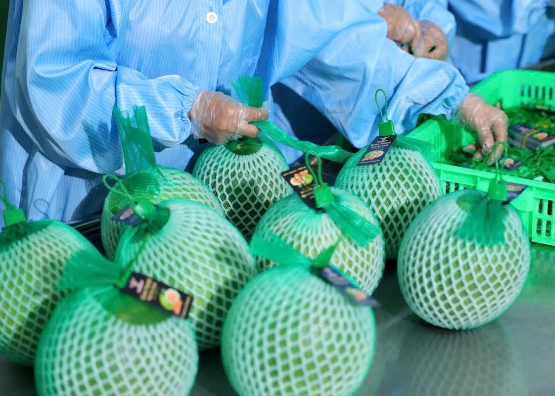 Bưởi da xanh chuẩn bị xuất khẩu ở nhà máy của Vina T&T. Ảnh: Sơn Trang.
