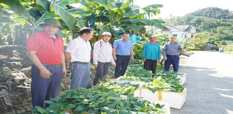  Cán bộ xã cấp phát cây chuối giống cho bà con xã Mường Khương. Ảnh: Lưu Hòa.