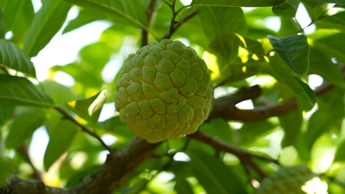 Trái na dai Bồ Lý to, thơm ngon được người tiêu dùng đón nhận. Ảnh: Hùng Khang.