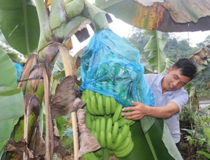 Buồng chuối được người dân xã Mường Khương bọc tỷ mỉ. Ảnh: Lưu Hòa.