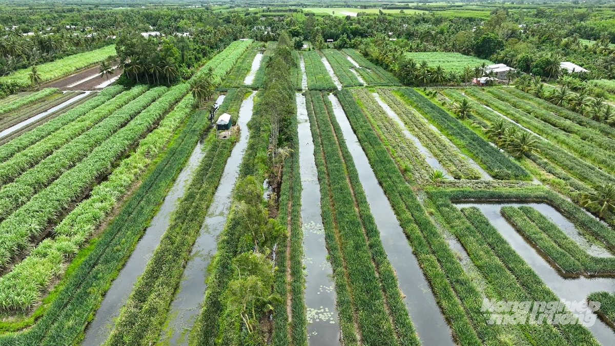 Cần Thơ là một trong những vùng trồng khóm lớn nhất vùng Tây Nam Bộ. Thành phố đang xây dựng thương hiệu và phát triển cây khóm theo hướng hiện đại, xanh và bền vững. Ảnh: Văn Vũ.