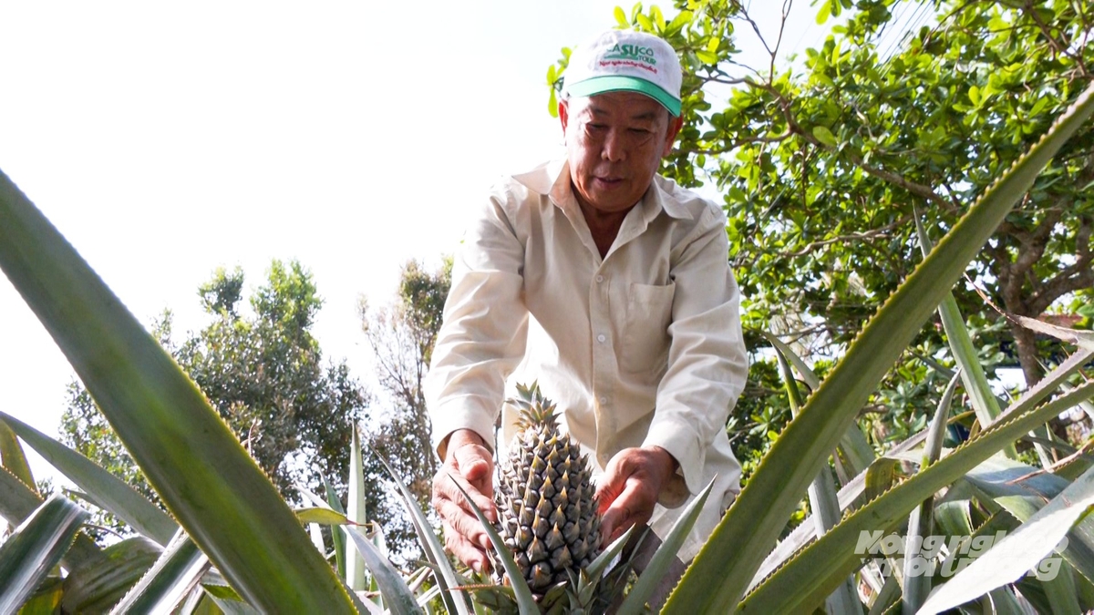 Những năm qua, nhiều hộ dân xã Hỏa Lựu, TP cần Thơ đã mạnh dạn cải tạo vườn, áp dụng tiến bộ kỹ thuật hiện đại vào sản xuất khóm, từ đó nâng cao chất lượng và sản lượng trái khóm. Ảnh: Văn Vũ.