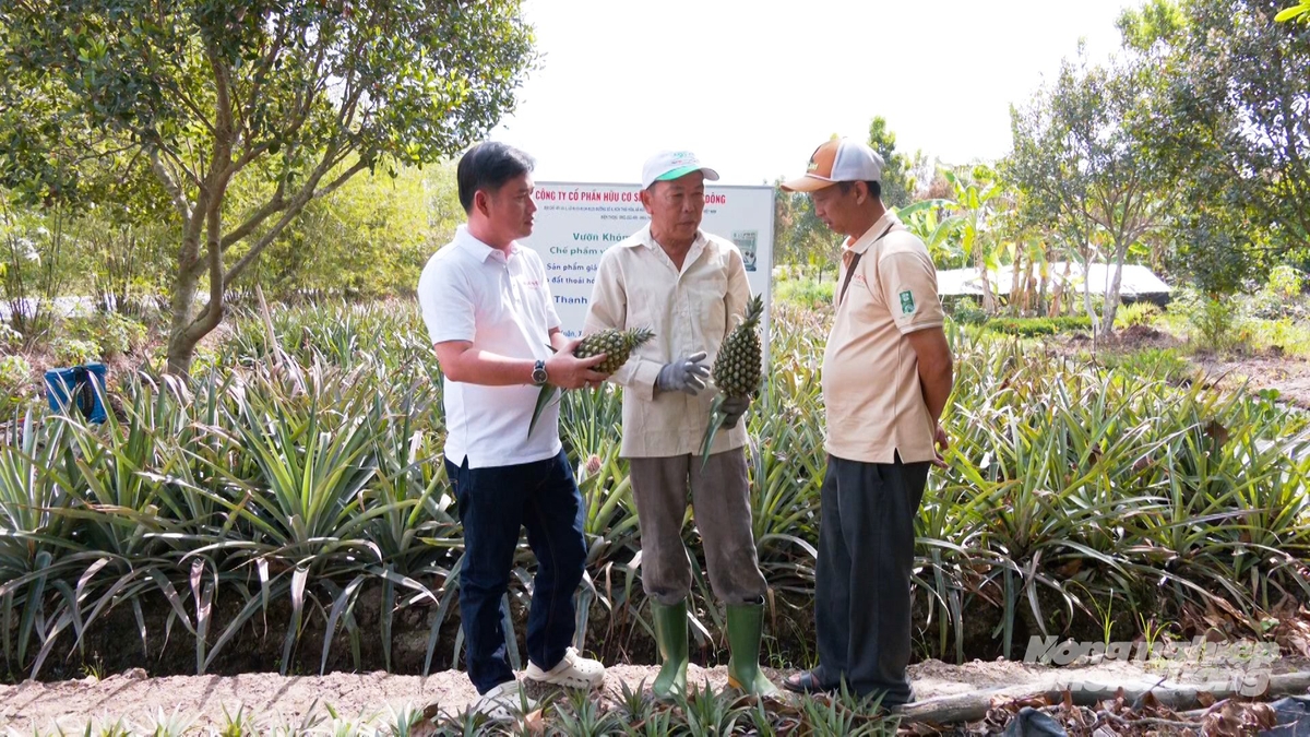 Ngành chức năng Cần Thơ khuyến khích liên kết 'bốn nhà' nhằm nâng cao giá trị và phát triển bền vững cây khóm. Ảnh: Văn Vũ.