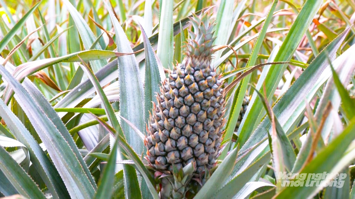 Thương hiệu khóm Cầu Đúc với giống khóm Queen đặc trưng, nổi tiếng của TP Cần Thơ. Ảnh: Văn Vũ.