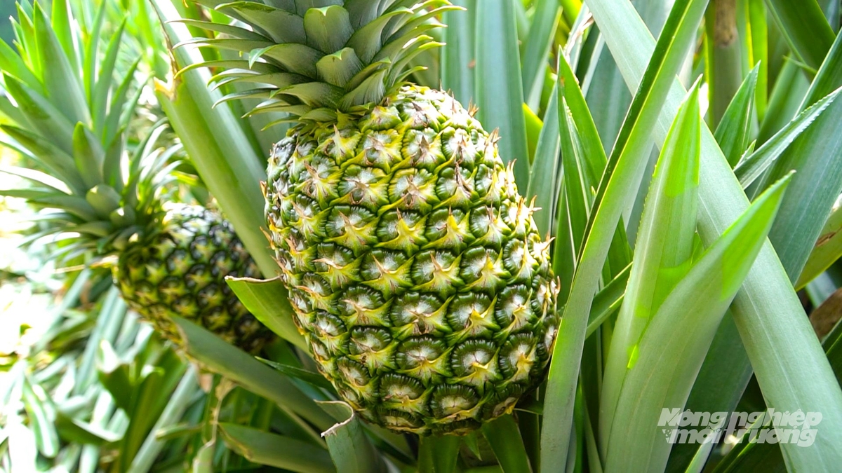 Giống khóm MD2 (khóm Mỹ) cho năng suất và có chất lượng trái vượt trội. Ảnh: Văn Vũ.