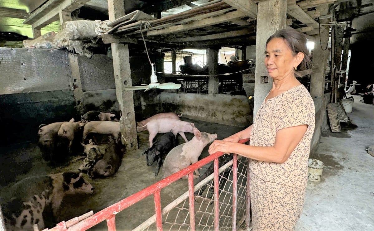Hiện nhiều hộ dân ở tỉnh Hà Tĩnh bắt đầu tái đàn nhằm đảm bảo nguồn cung dịp cuối năm. Ảnh: Thanh Nga.
