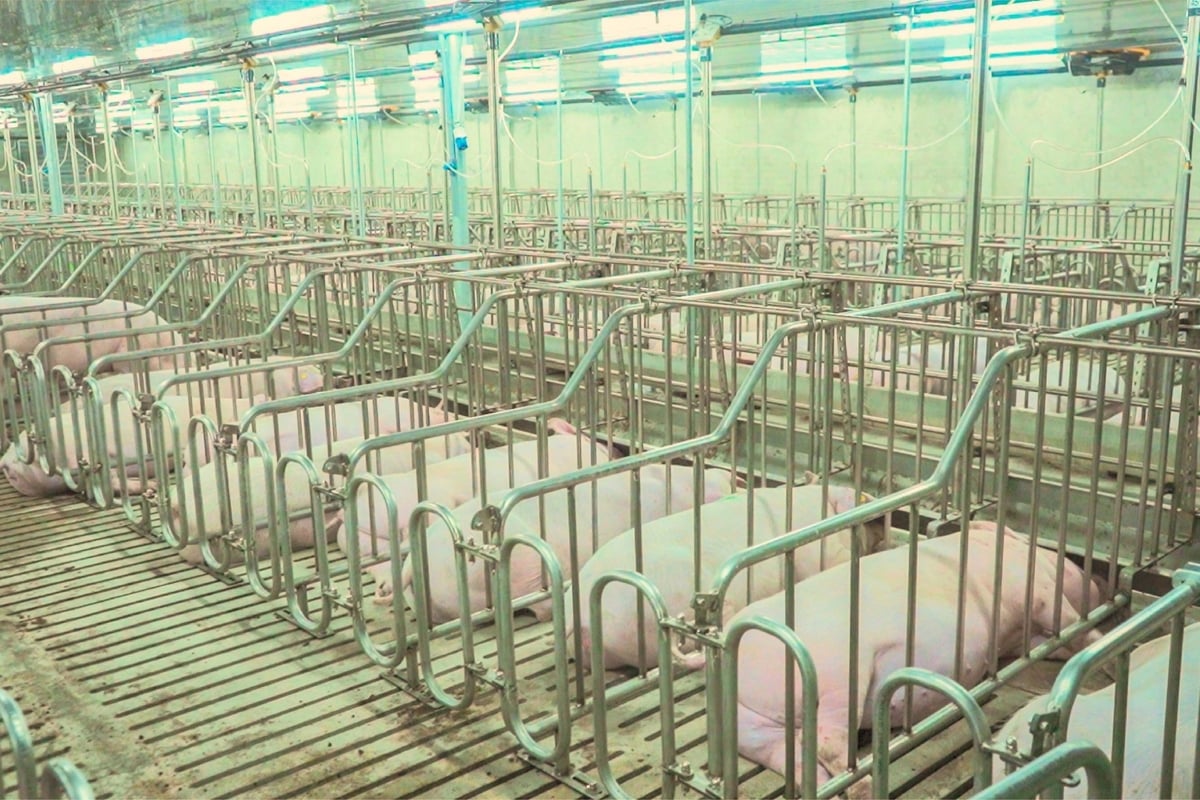 Tập đoàn Xuân thiện đang góp phần không nhỏ trong việc thay đổi tư duy phát triển chăn nuôi lợn tại Thanh Hóa. Ảnh: XT.