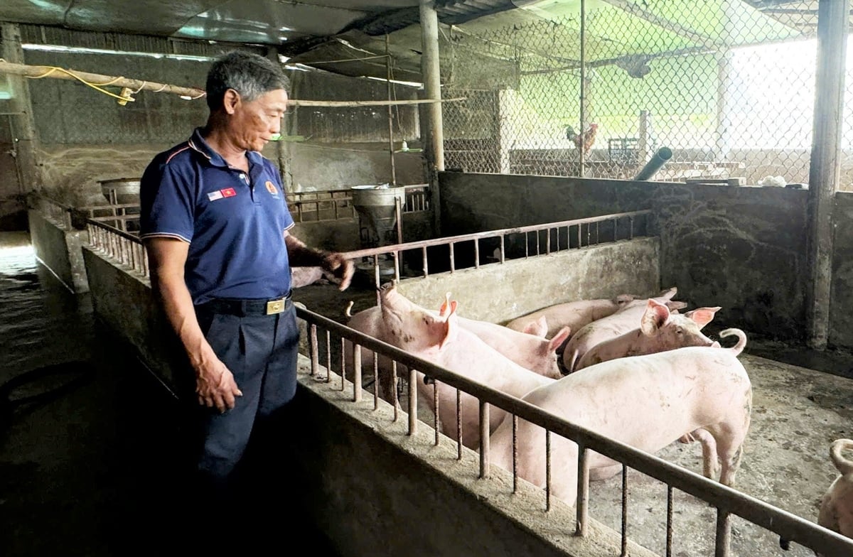 Tuy nhiên, do dịch bệnh đang khá phức tạp nên người chăn nuôi khá thận trọng. Ảnh: Thanh Nga.