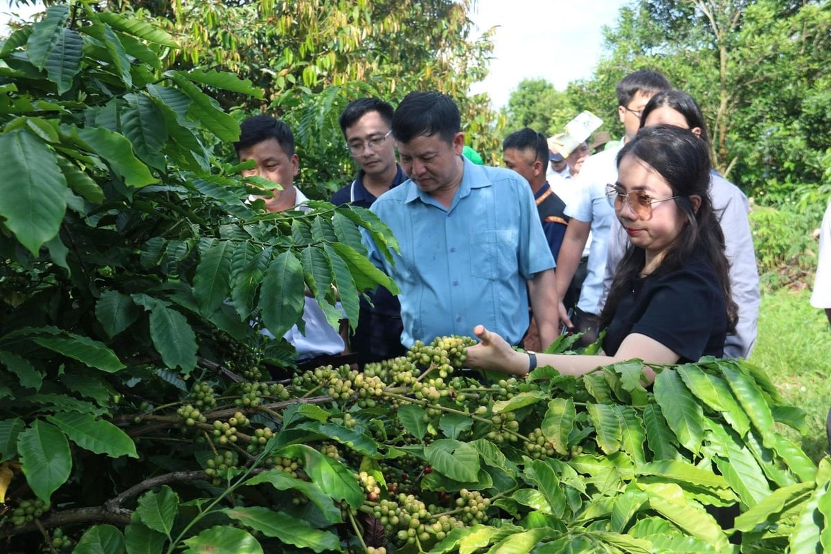 Lãnh đạo Cục Trồng trọt và Bảo vệ thực vật thăm vườn cà phê cảnh quan tại xã Quảng Phú (Đắk Lắk). Ảnh: Trần Thọ.