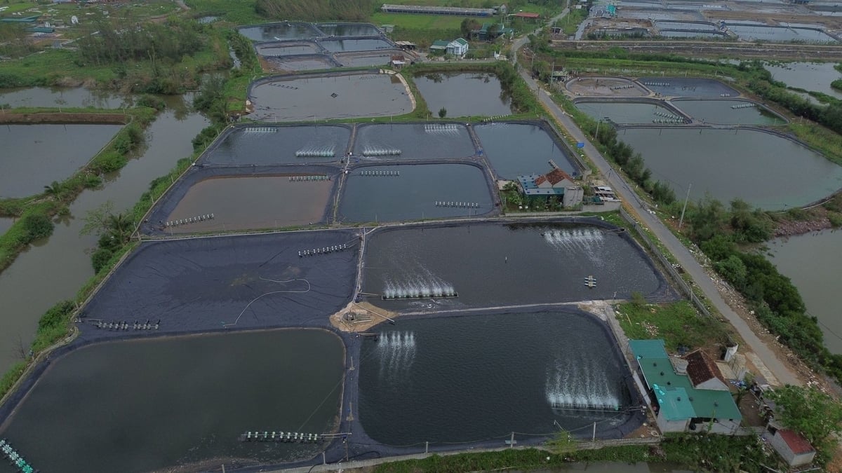 Một góc khu vực nuôi tôm ở xã An Châu hiếm hoi còn nguyên vẹn sau bão. Ảnh: Đình Tiệp. Một góc khu vực nuôi tôm ở xã An Châu hiếm hoi còn nguyên vẹn sau bão. Ảnh: Đình Tiệp.