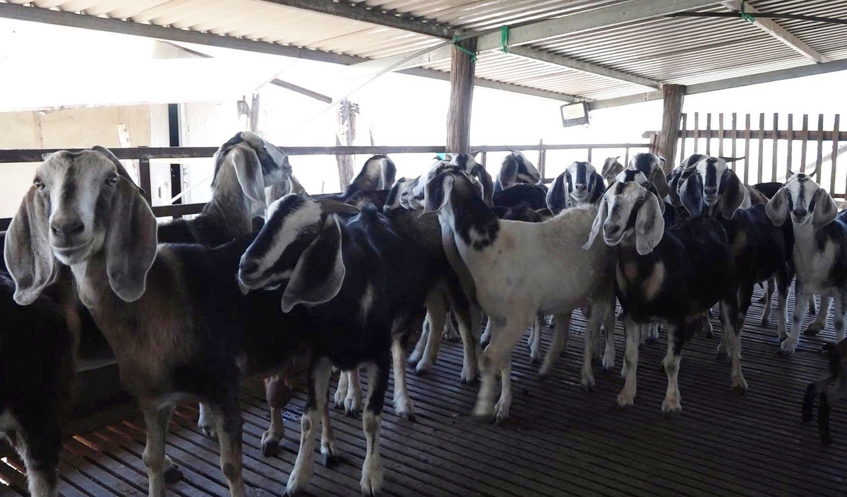 Hiện nay tỉnh Khánh Hòa có tổng đàn dê, cừu trên 300.000 nghìn con. Ảnh: Phương Chi.